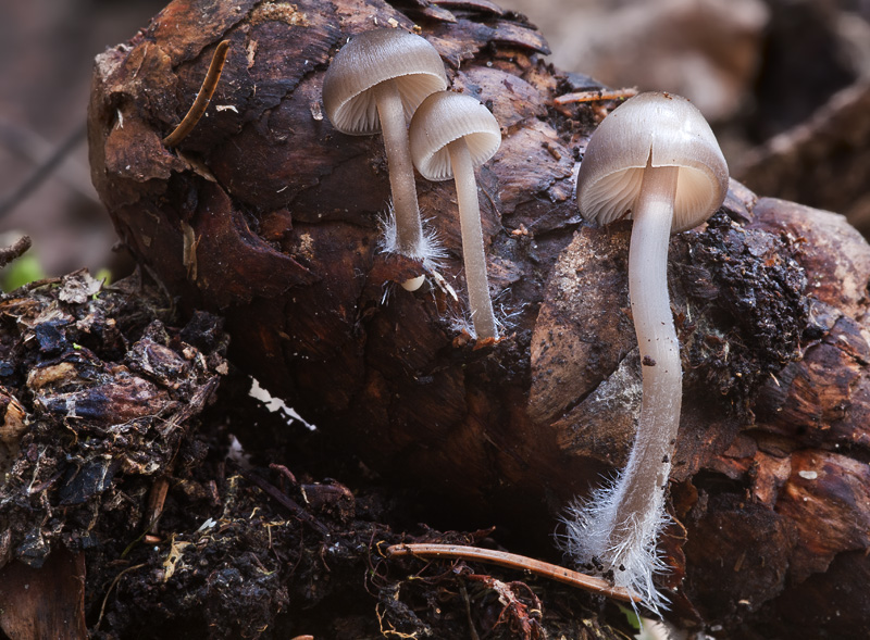 Mycena strobilicola